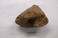 藏品(秀英翁戎螺(模))的圖片